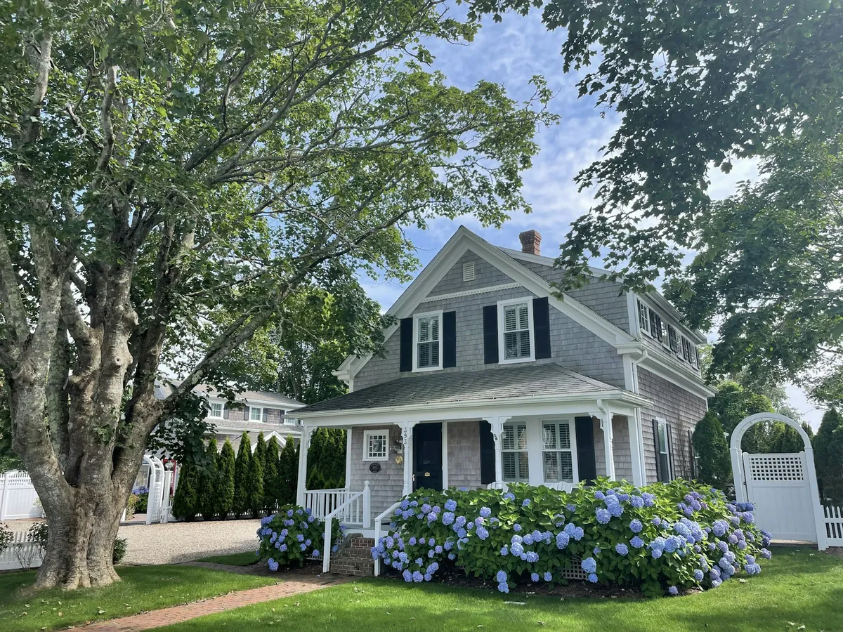 Grey cape-style house with white trim behind blue hydrangeas