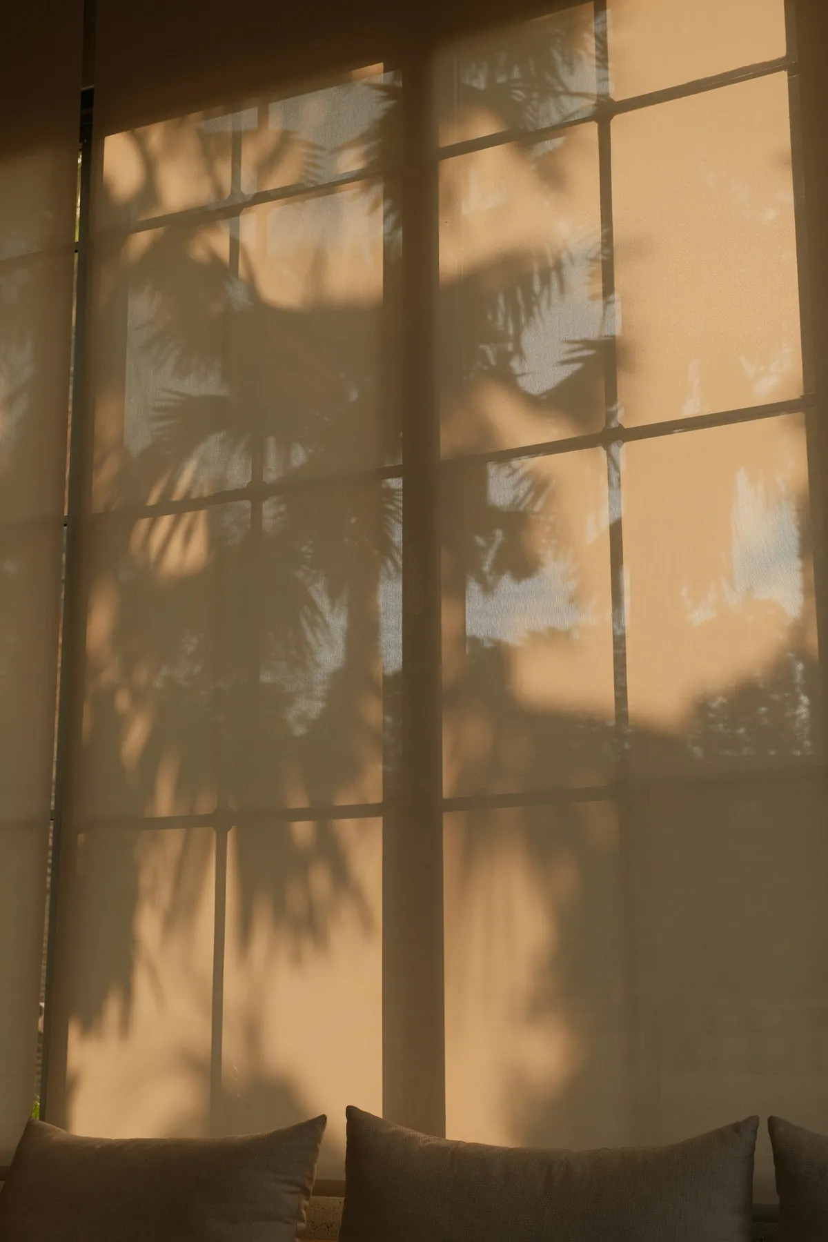 Pale shade lowered over tall windows with tree shadows on it