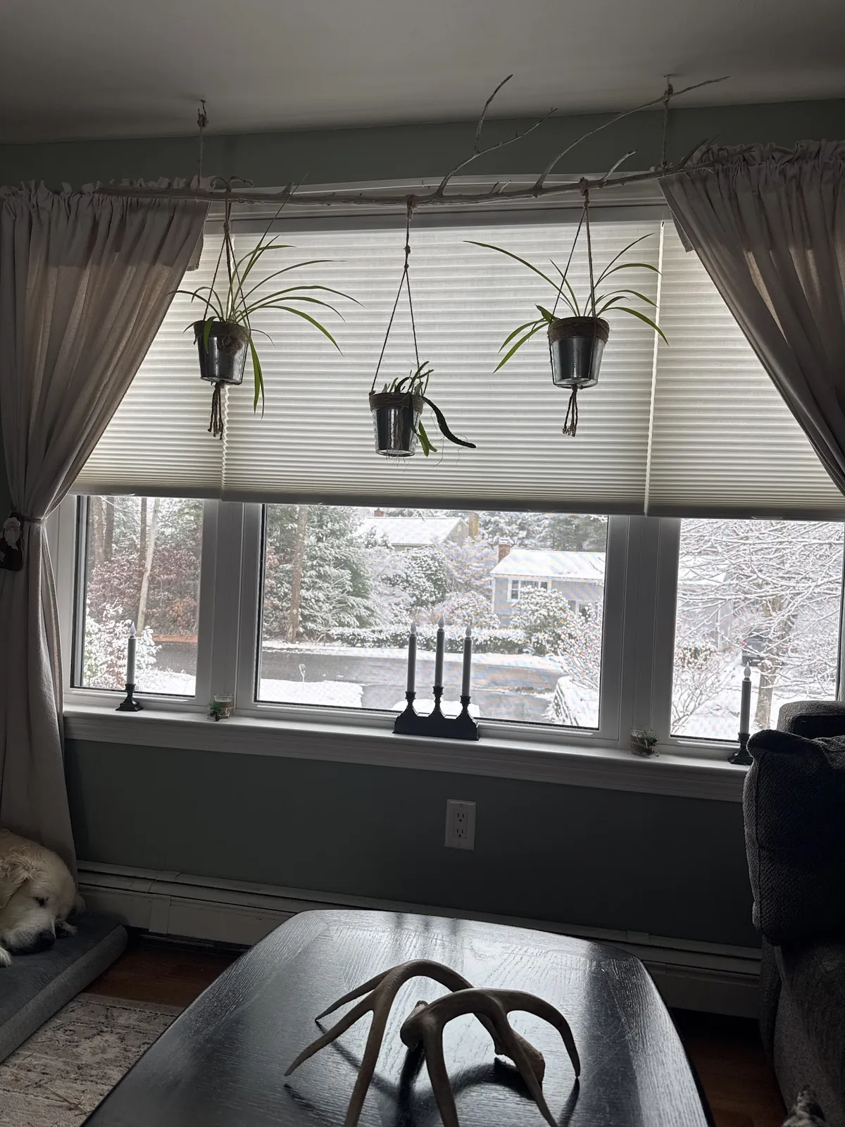 Bay window with white cellular shades and grey drapes, plants hanging in front