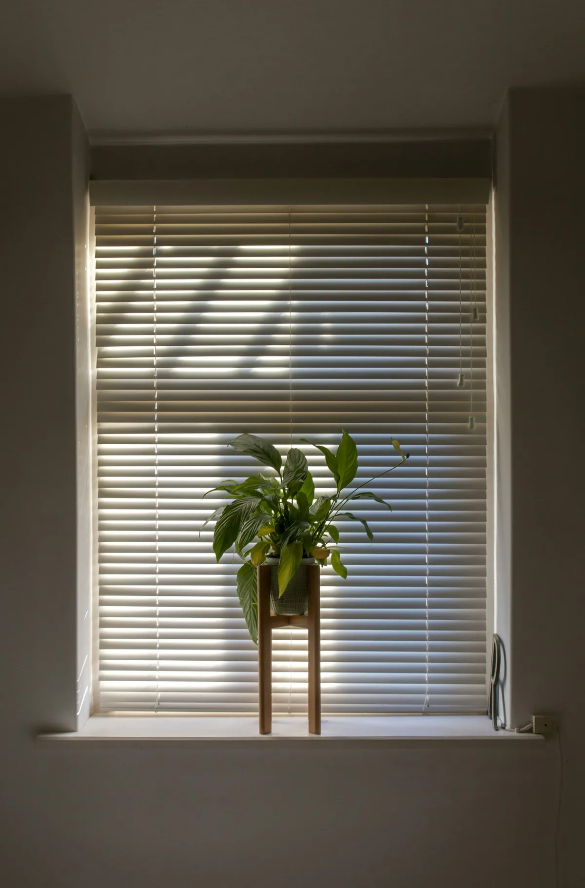 White blind lowered over a window with a potted plant on the sill