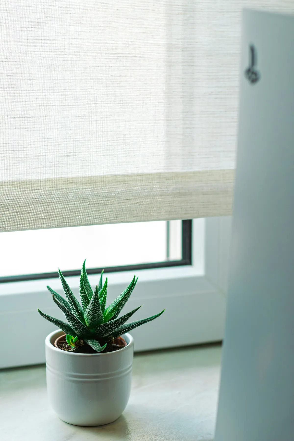 Linen roller shade raised above a window with a succulent on the sill