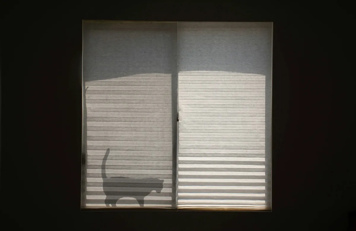 Light roller shade over a sliding window with a cat's shadow behind it